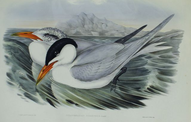 Appraisal: Powerful Tern Sylochelidon Strenuus