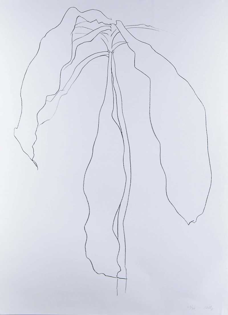 Appraisal: ELLSWORTH KELLY American - DRACENA II Transfer lithograph on paper