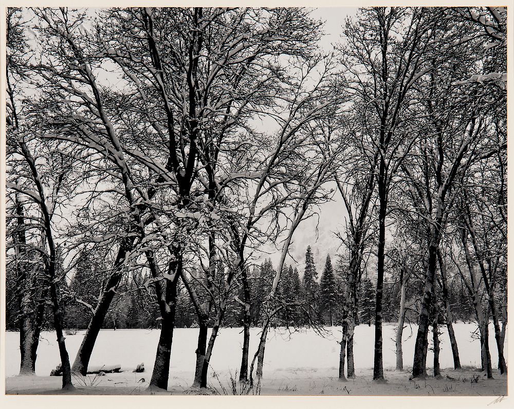 Appraisal: Ansel Adams American - Young Oaks Winter Ansel Adams American