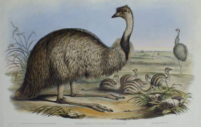 Appraisal: The Emu Dromaius Novae-Hollandiae Lithograph by Waterhouse Hawkins