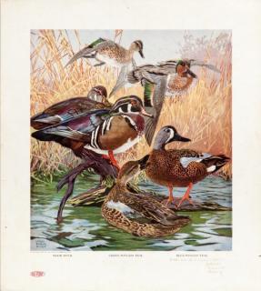 Appraisal: Lynn Bogue Hunt - Our American Game Birds each signed