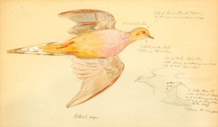 Appraisal: AIDEN LASSELL RIPLEY AMERICAN - SKETCH OF A MOURNING DOVE