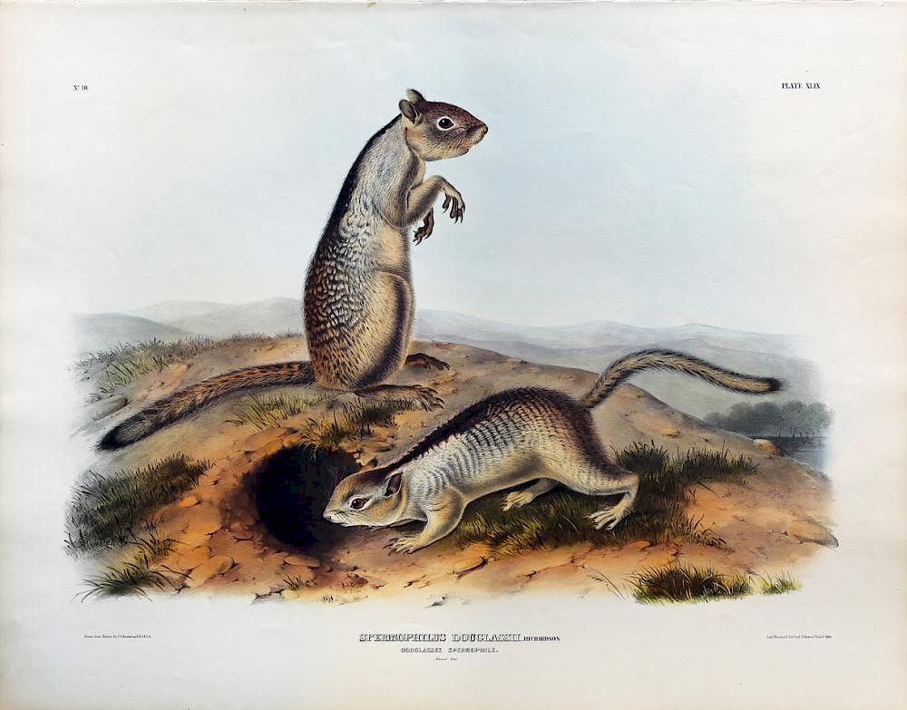 Appraisal: Audubon Quadrupeds Imperial Folio Douglass's Spermophile Douglass's Spermophile Plate John