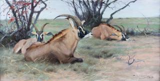 Appraisal: Roan Antelope Resting in the Shade by Friedrich Wilhelm Kuhnert