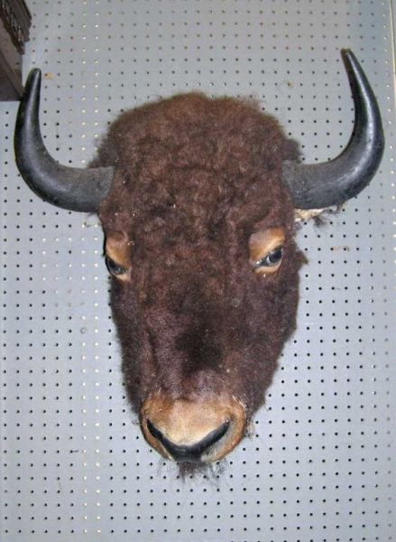 Appraisal: Buffalo Head From the Milliken Mansion in Munhall PA