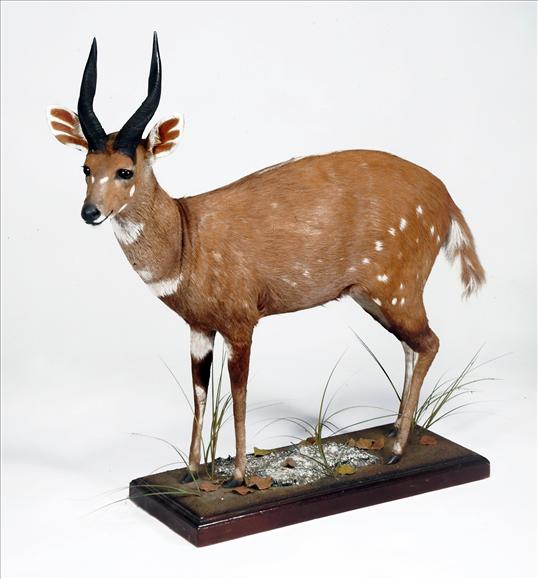 Appraisal: A free standing bushbuck modelled on naturalistic base cm high