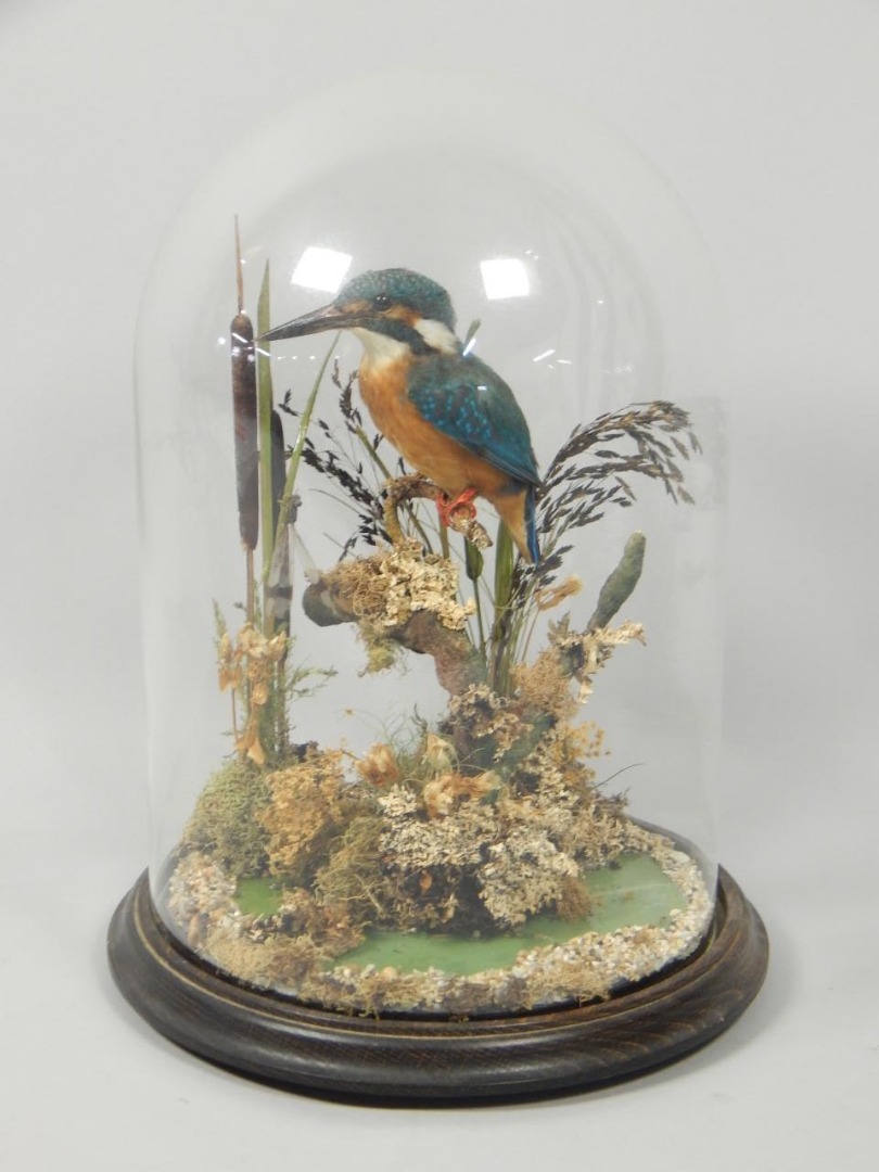 Appraisal: A taxidermied kingfisher naturalistically posed on a branch with rushes