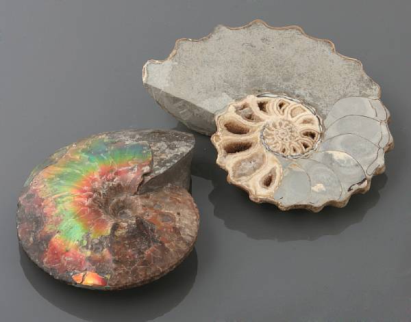 Appraisal: Alberta Canada and possibly Morocco Ammonites are invertebrate fossils from