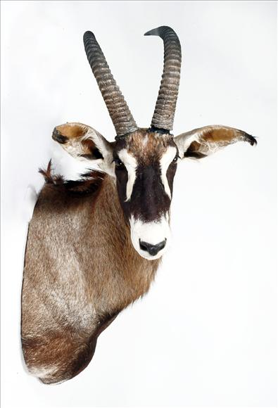 Appraisal: A shoulder-mount of roan antelope cm high see illustration on