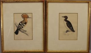 Appraisal: th C Prints Hoopoe Brunnich's Guillemot th C Prints Hoopoe