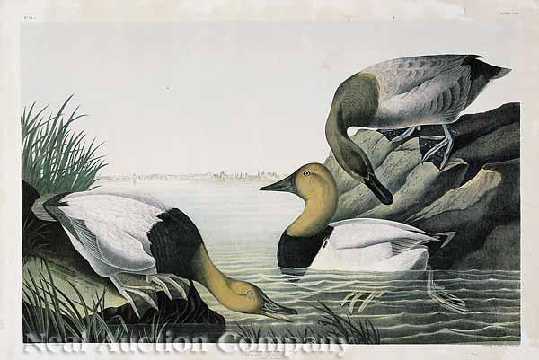 Appraisal: After John James Audubon American - Canvas-backed Duck View of