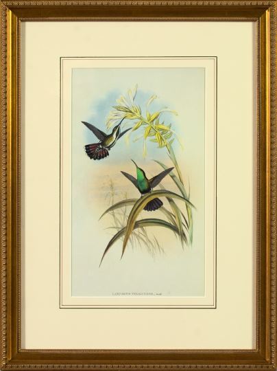 Appraisal: After John Gould British th Century Hummingbirds pair of offset