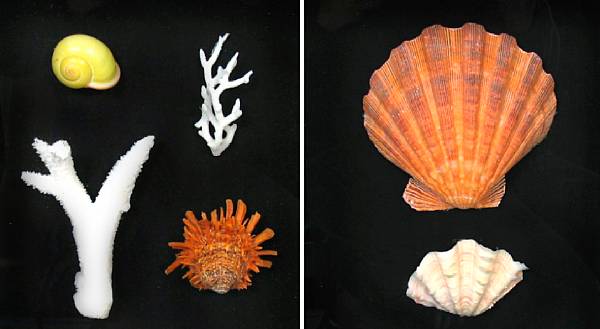 Appraisal: Seven Shadow Box Collections of Rare Sea Shells Featuring a