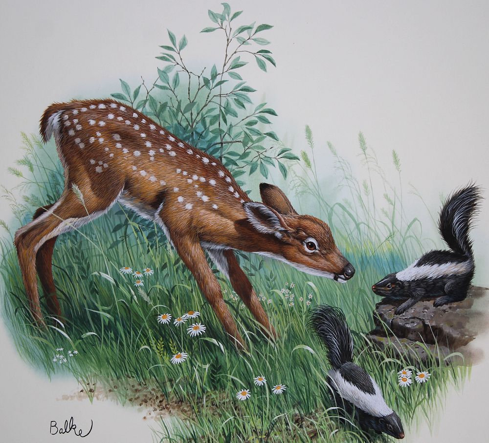 Appraisal: Don Balke B Fawn Watercolor Don Balke North Carolina B