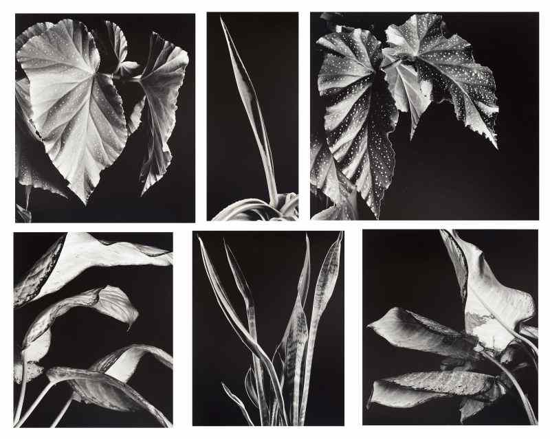 Appraisal: Six Botanical Photographs by Daniel Bowdoingelatin silver prints titles include