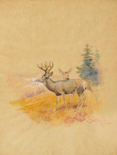 Appraisal: CHARLES M RUSSELL - Deer watercolor on paper x inchessigned