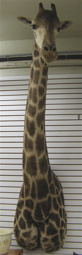 Appraisal: AFRICAN GIRAFFE giraffa camelopardalis head and shoulder wall mount South