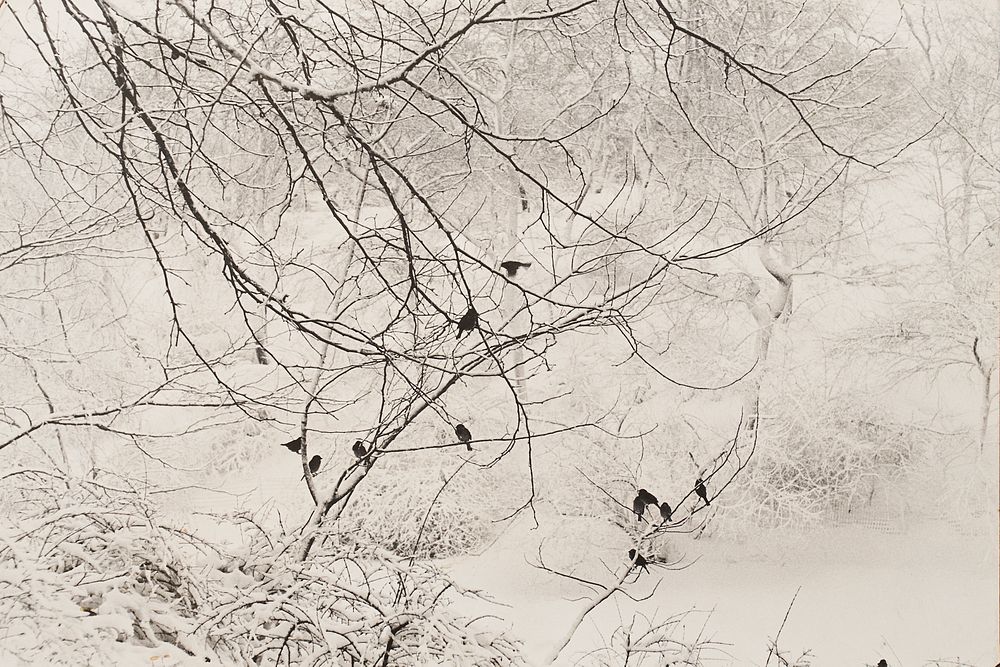 Appraisal: Esther Bubley Birds in Snow Central Park Photograph Esther Bubley