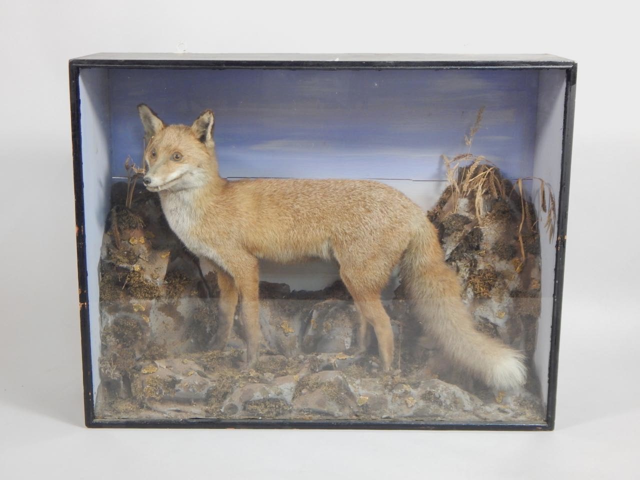 Appraisal: A taxidermied fox in naturalistic setting in glazed ebonised case