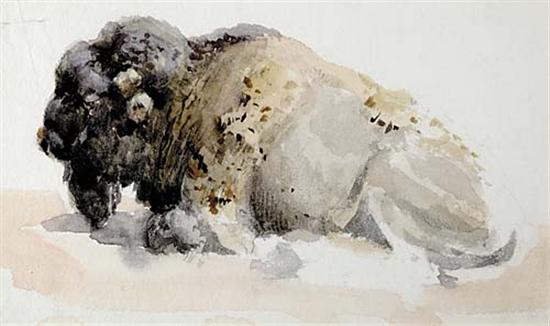 Appraisal: American school th century BISON AT RESTwatercolor framed unsignedsight size