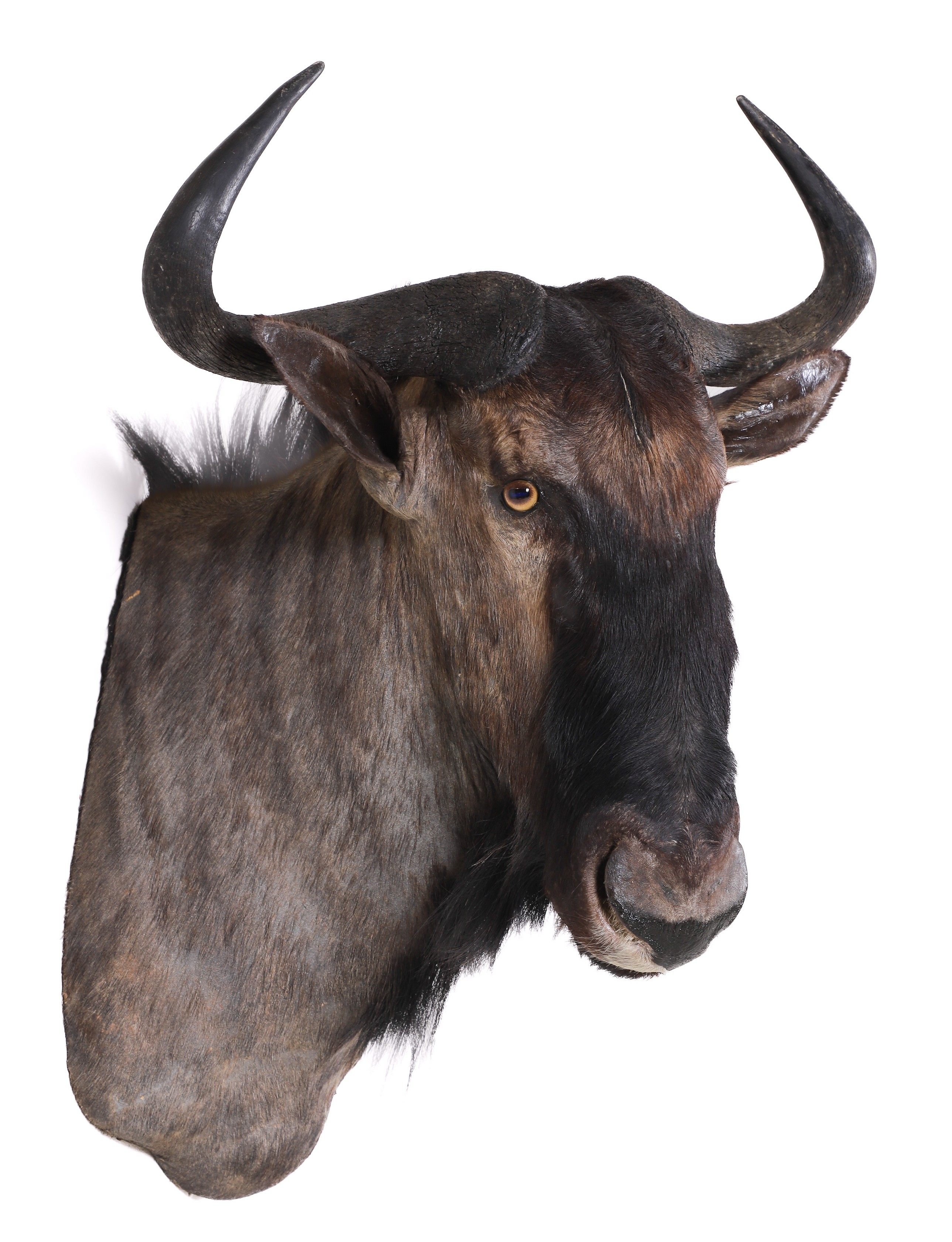 Appraisal: African Blue Gnu Wildebeest shoulder mount taxidermy