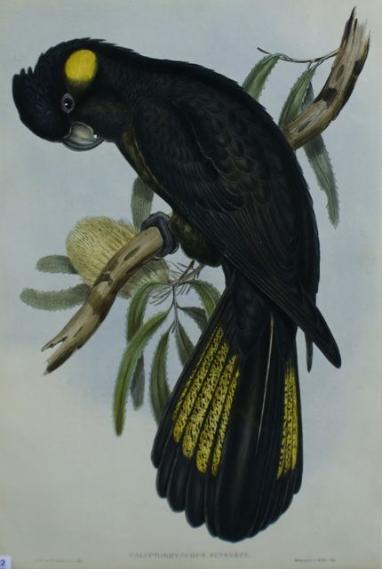 Appraisal: Funereal Cockatoo Calyptorhynchus Funereus