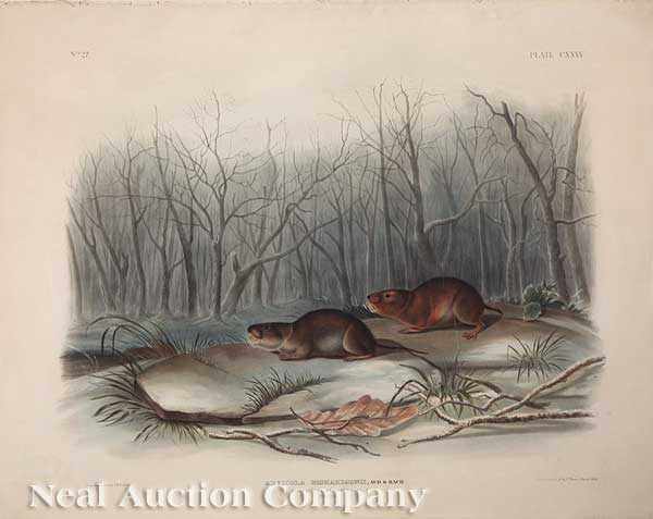 Appraisal: John James Audubon American - California Marmot Squirrel Northern Meadow