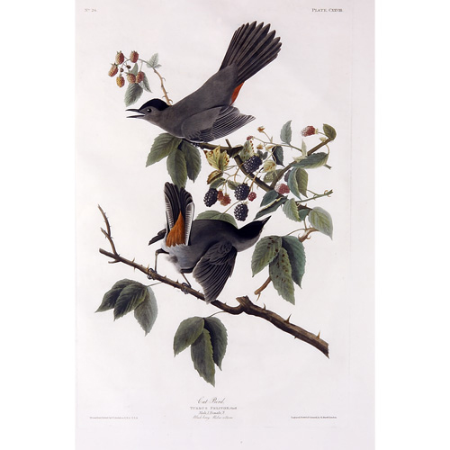 Appraisal: John James Audubon American - Cat Bird hand-colored engraving -