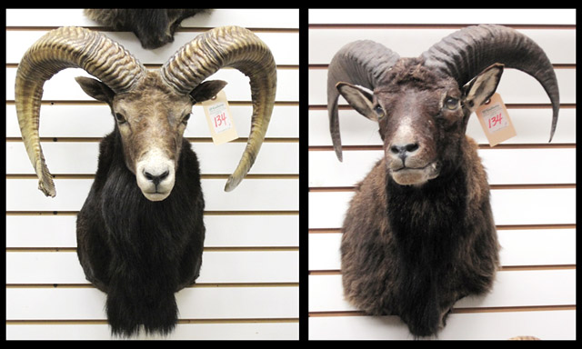 Appraisal: TWO BLACK HAWAIIAN RAM trophy head mounts with curl horns