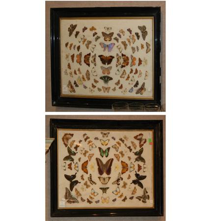 Appraisal: Two Groups of Framed Butterflies Estimate -