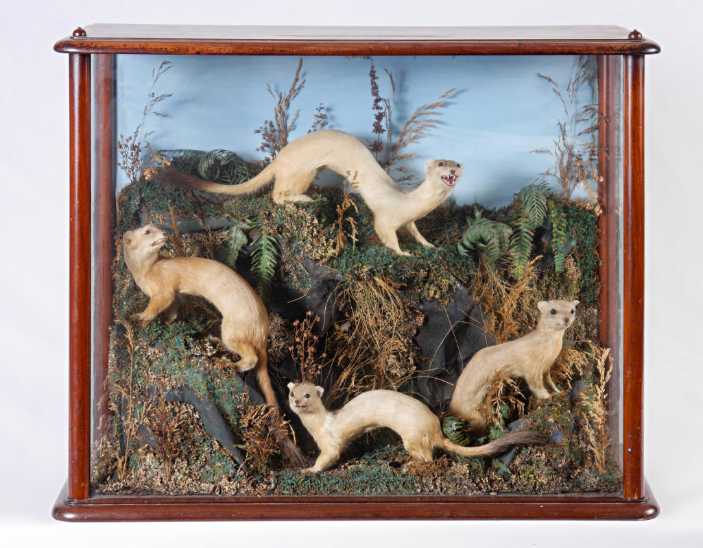 Appraisal: VICTORIAN WHITE ERMINE WEASEL DIORAMA taxidermy ermine weasels in naturalistic