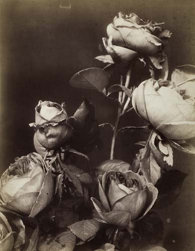 Appraisal: UNKNOWN MAKER Study of Roses Oversize albumen print x inches