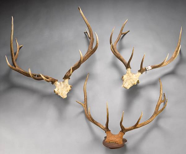 Appraisal: Three Sets of Mounted Elk Antlers Cervus elaphus North America