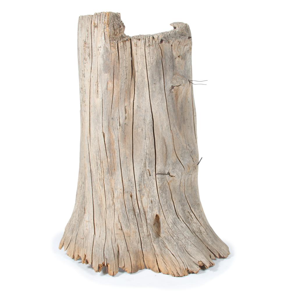 Appraisal: LARGE TREE STUMP WITH INGROWN BARBED WIRE H X W