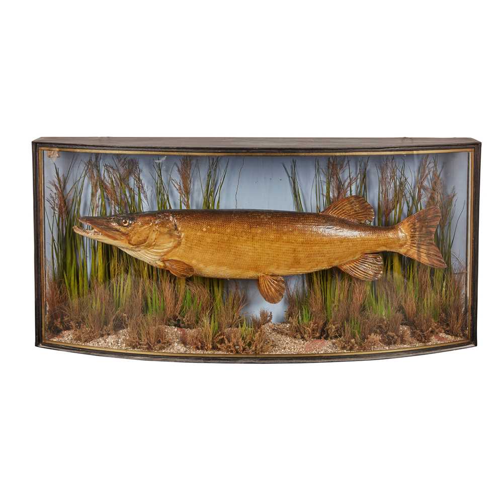 Appraisal: VICTORIAN BOWFRONT CASED TAXIDERMY DIORAMA OF A PIKE TH CENTURY