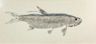 Appraisal: Gyotaku Print Tarpon Gyotaku PrintTarponcolor print by in Provenenace Walter