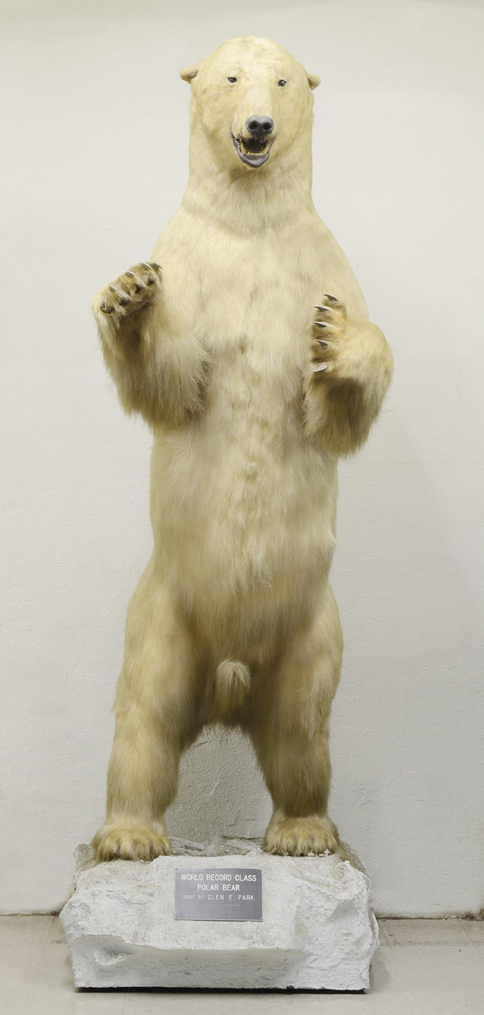 Appraisal: WORLD RECORD CLASS ALASKAN POLAR BEAR TAXIDERMY MOUNT full body