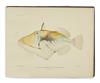 Appraisal: HONOLULU AQUARIUM Hawaiian Fishes chromolithographed plates one in duplicate photographic