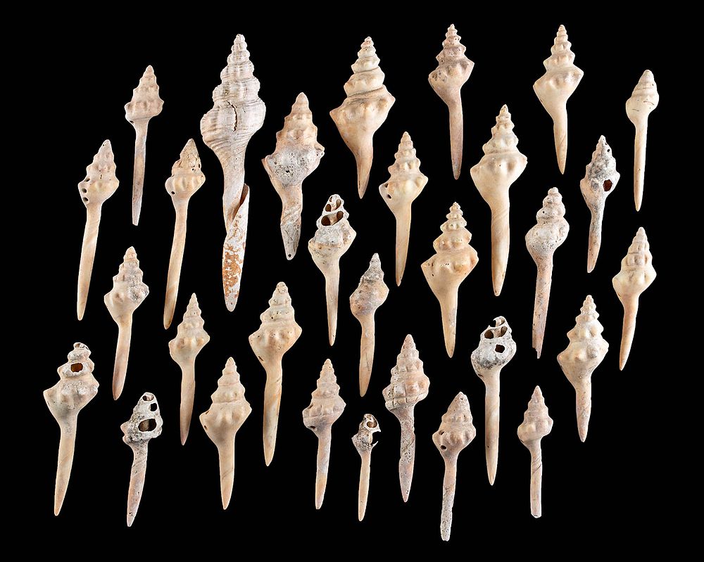 Appraisal: Mississippian Conch Shell Gorgets Picks Native American Southern United States