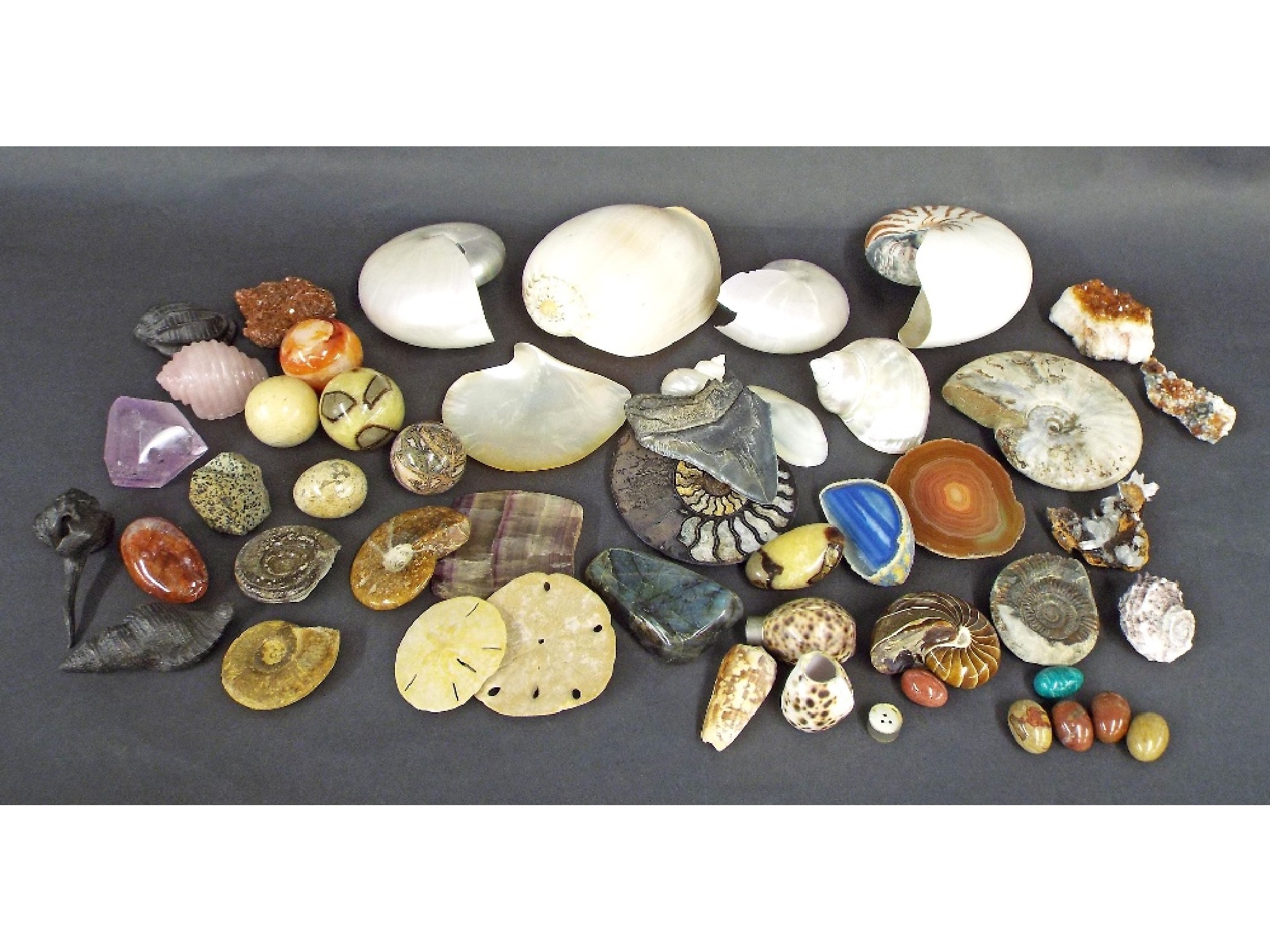 Appraisal: Natural History interest - to include various shells hardstones and