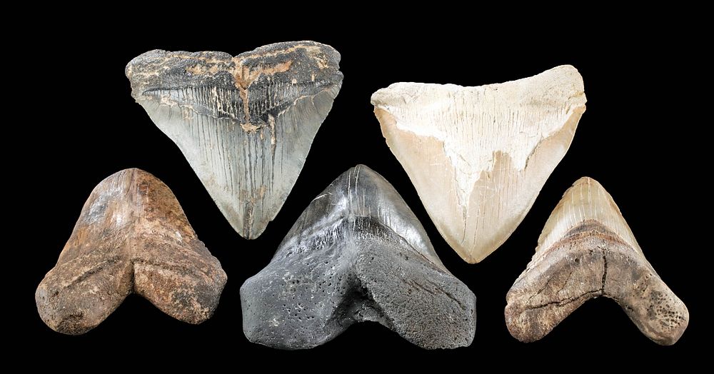 Appraisal: Fossilized Megalodon Teeth - Group of Ancient Seas ca million