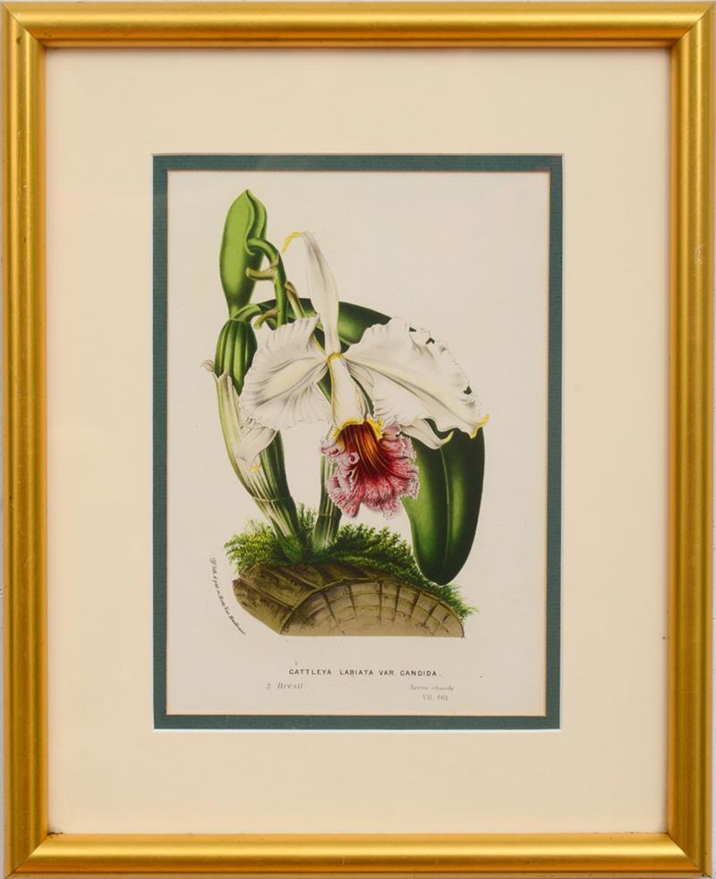 Appraisal: JOHN NUGENT FITCH - THE ORCHID ALBUM PLATES AND Two