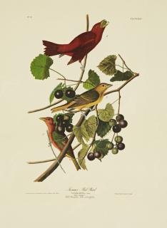 Appraisal: John James Audubon - Summer Red Bird No Plate Amsterdam