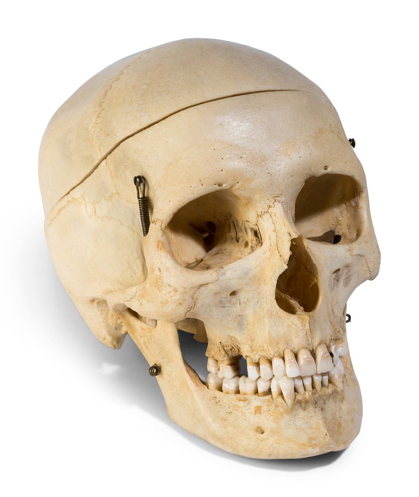 Appraisal: A European Medical Instruction Human Skull A European Medical Instruction