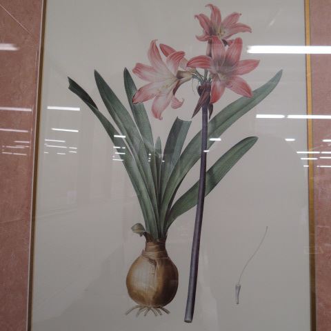 Appraisal: Botanical Print of Amaryllis image area X nicely matted and