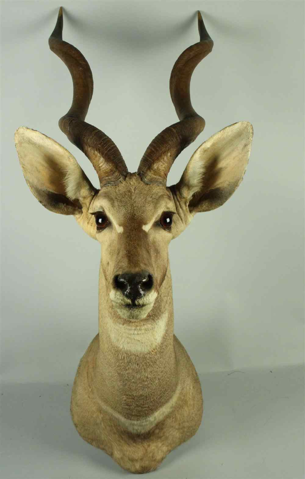 Appraisal: EAST AFRICAN LESSER KUDU TAXIDERMY SHOULDER MOUNT LABELED ''JAMES L