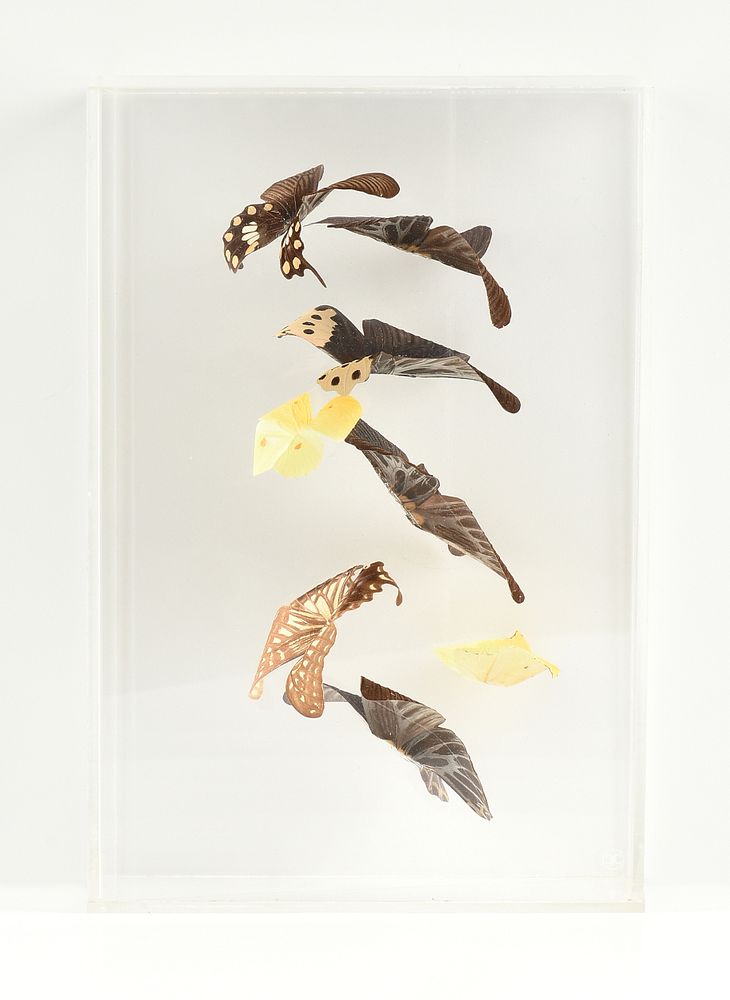 Appraisal: A COLLECTION OF SPECIMEN BUTTERFLIES IN FLIGHT ACRYLIC CASE SIGNED