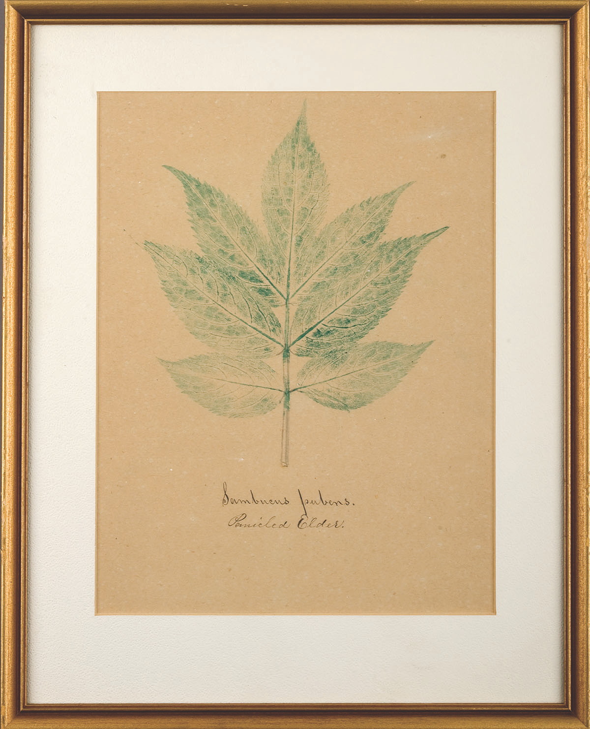 Appraisal: SET OF THREE BOTANICAL LEAF IMPRINT DRAWINGS CANTERBURY NEW HAMPSHIRE