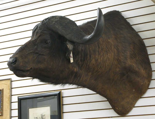 Appraisal: AFRICAN CAPE BUFFALO syncerus caffer trophy head mount with bold