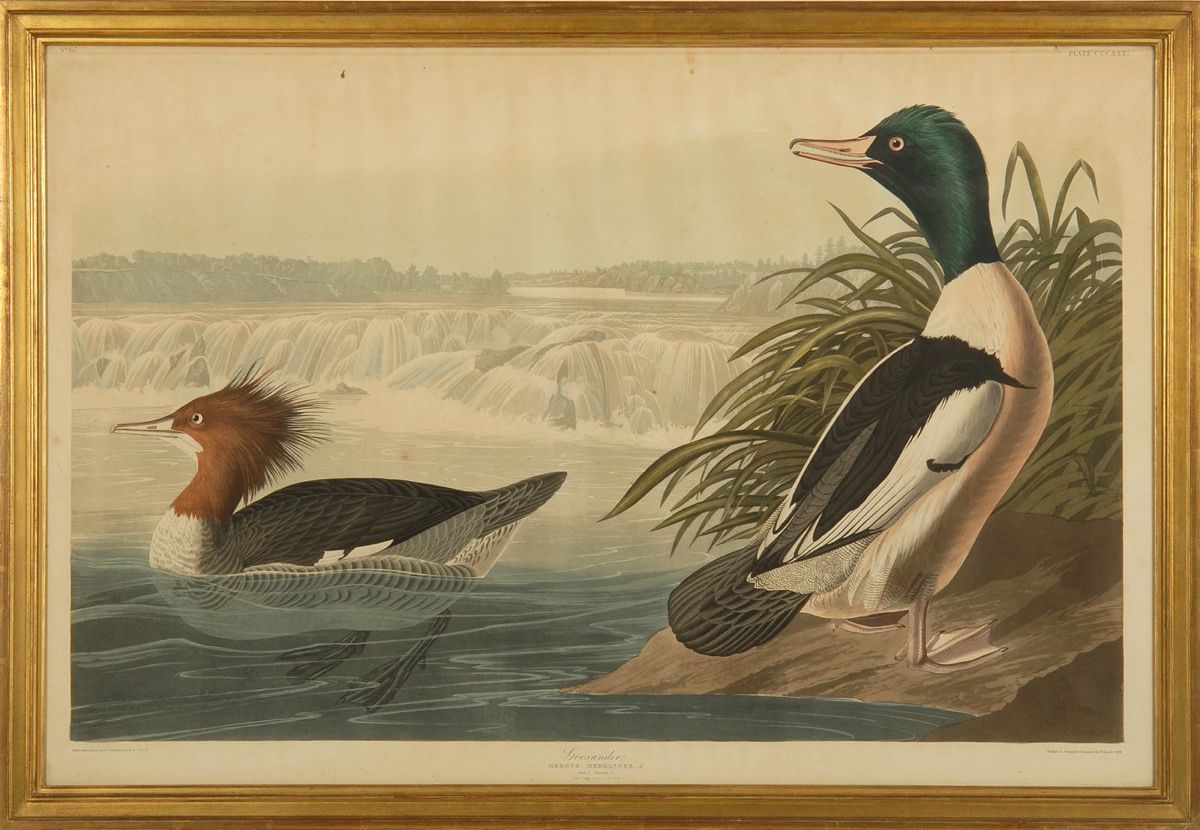 Appraisal: FRAMED HAVELL ENGRAVING AFTER AUDUBON Goosander Mergus Merganser No Plate